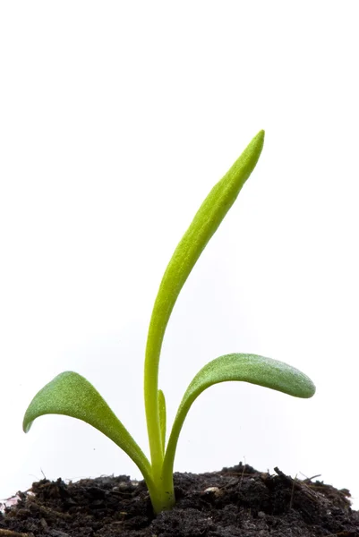Молода рослина — стокове фото