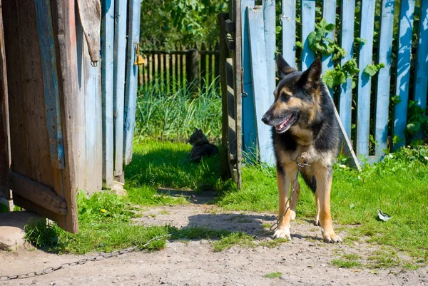 Το σκυλί σε μια αλυσίδα στο χωριό — Φωτογραφία Αρχείου