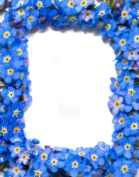 Forget-me-not flowers frame — Stock Photo, Image