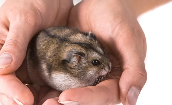 Hamster anão em mãos de mulher — Fotografia de Stock