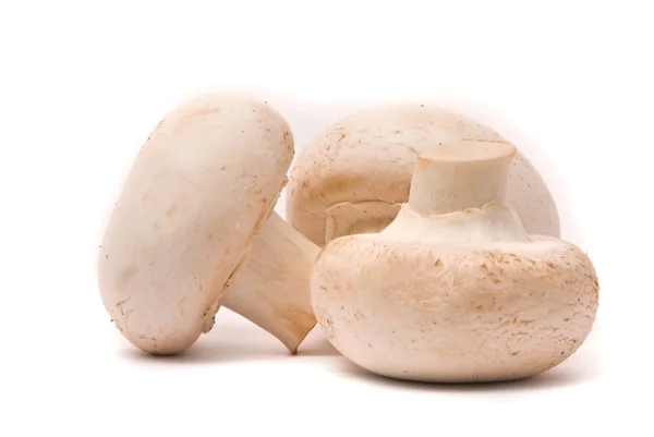 Frische Pilze isoliert auf einem weißen — Stockfoto
