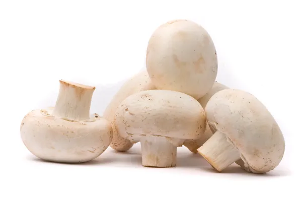 新鲜蘑菇 — 图库照片