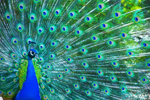 Mooie peacock Stockfoto