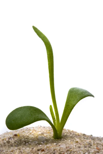 Маленька рослина в піску — стокове фото