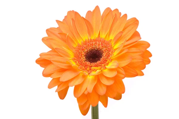 Orange gerber flower on white background — Stock Photo, Image