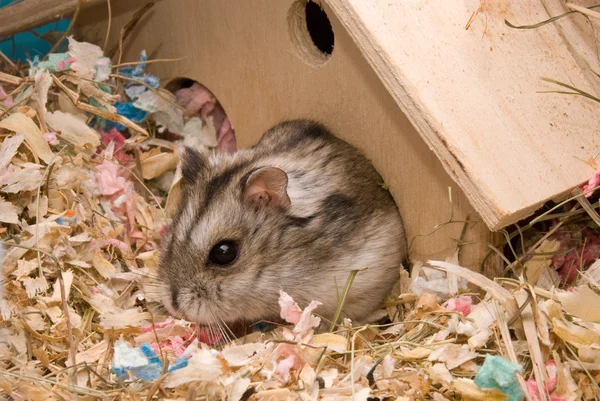 Hamster in het huis — Stockfoto
