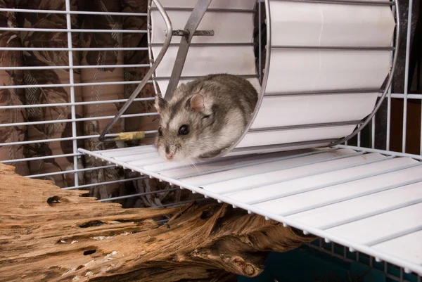 Dwerg hamster in een wiel — Stockfoto