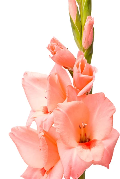 Lindo Gladiolus — Fotografia de Stock