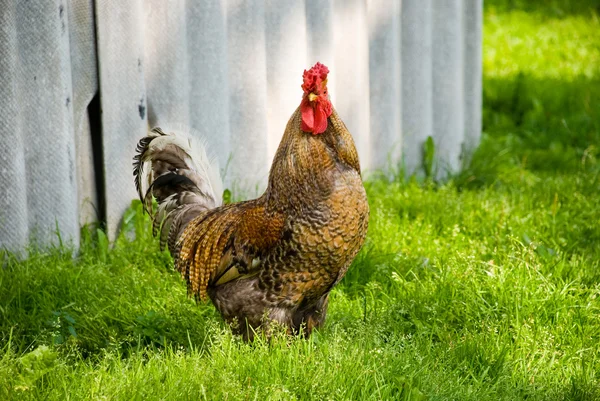 Polla caminando en un hierba — Foto de Stock
