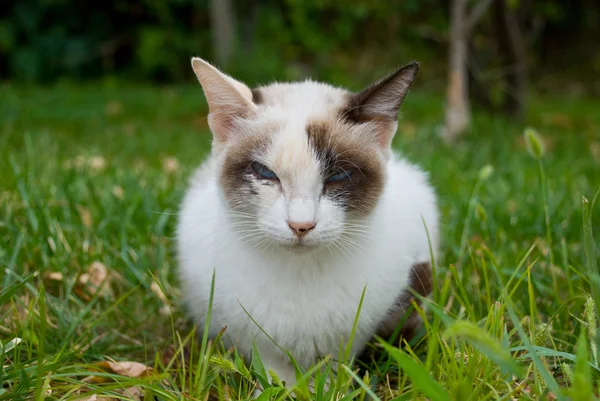 Portréja egy gyönyörű kék szemű cica — Stock Fotó
