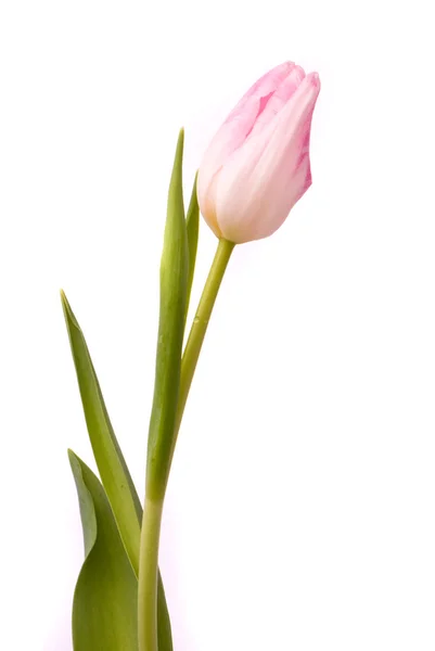 Tulipa rosa em um fundo branco — Fotografia de Stock