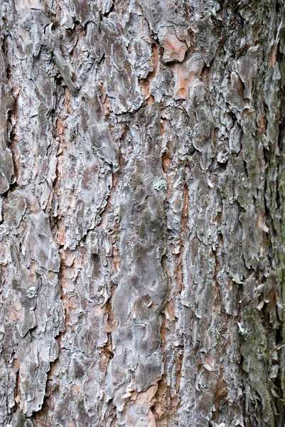 Деревянная кора — стоковое фото