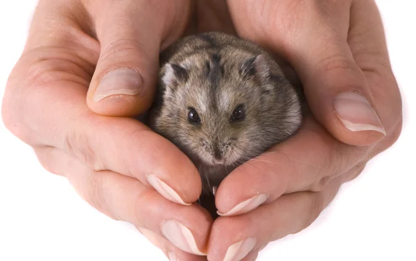 Dwerg hamster in handen van de vrouw — Stockfoto