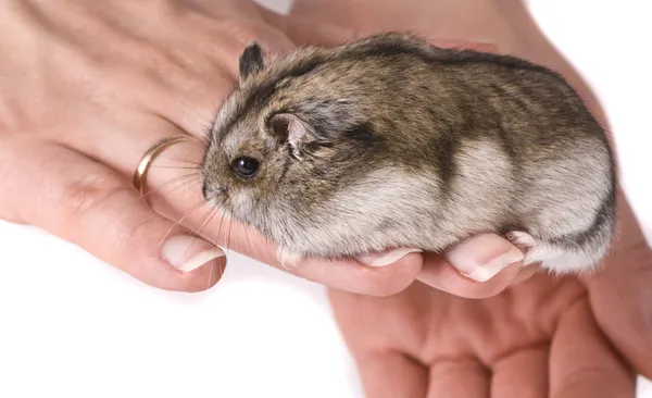 Hamster anão em mãos de mulher — Fotografia de Stock