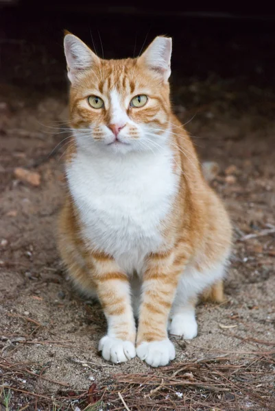 Hermoso gato —  Fotos de Stock
