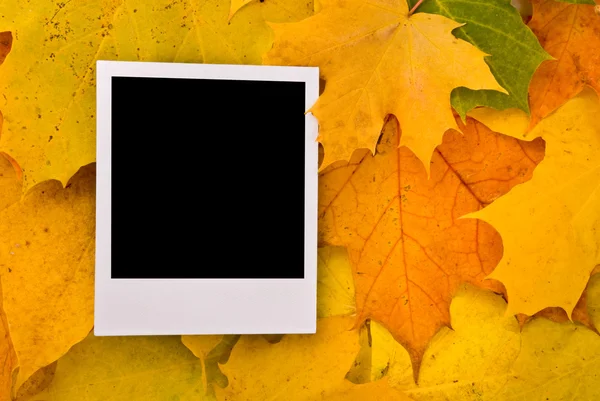 Akçaağaç yaprakları üzerinde boş kartı — Stok fotoğraf