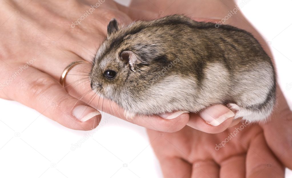 Dwarf hamster in woman hands