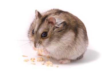 Dwarf hamster eating pumpkin seed clipart