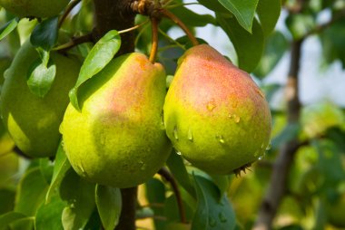 Juicy pears on tree clipart