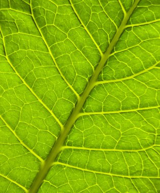 Green leaf macro clipart