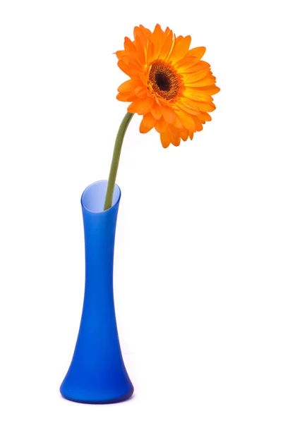 Orange gerber blomma — Stockfoto