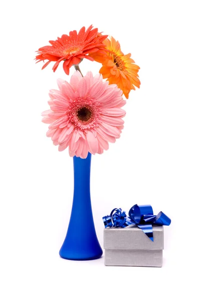 Schöne Gerberblüten in blauer Vase — Stockfoto