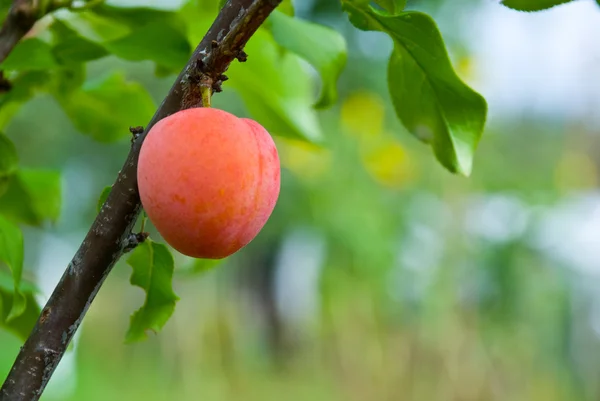Uitstekende vrucht van pruimenboom — Stockfoto