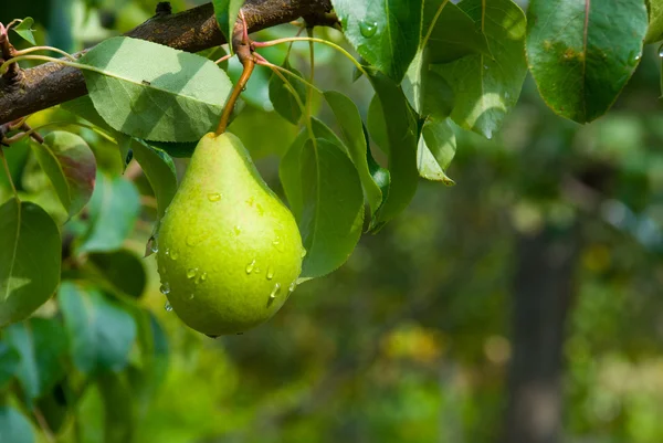 Peras jugosas en el árbol —  Fotos de Stock
