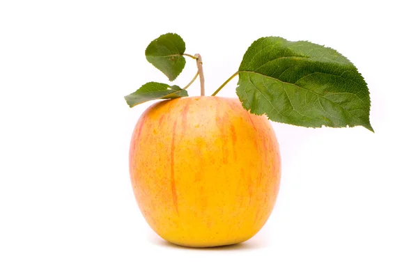 Żółty świeże jabłka z liści — Zdjęcie stockowe