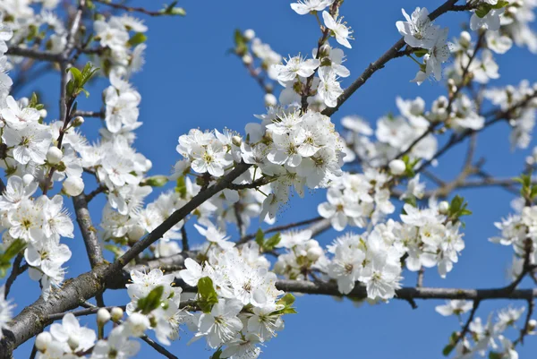 Wonderful flowering tree — Stock Photo, Image
