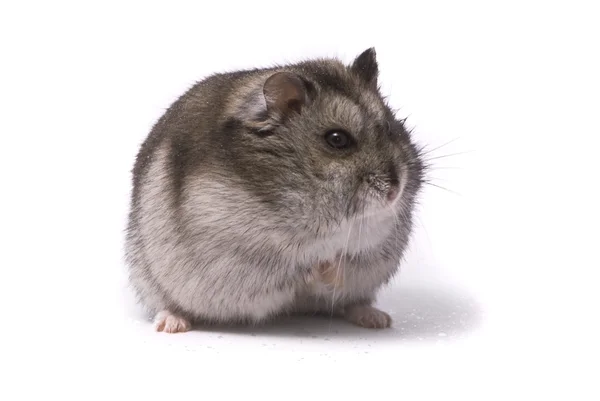 Dvärg hamster — Stockfoto