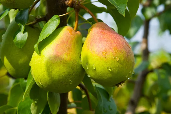 Saftiga päron på träd Stockbild