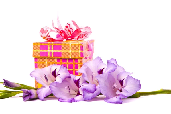 Beautiful Gladiolus and gift box — Stock Photo, Image