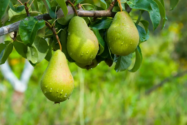 Juicy pears on tree — Stock Photo, Image