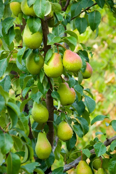 Sappige peren op boom — Stockfoto