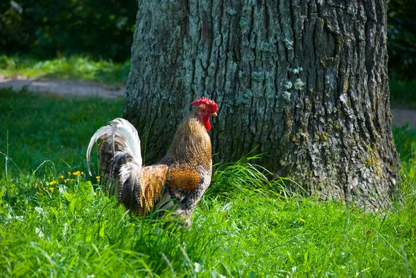 公鸡在草地上散步 — 图库照片