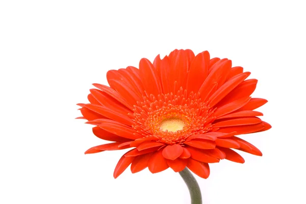Rote Gerbera Blume auf weißem Hintergrund — Stockfoto