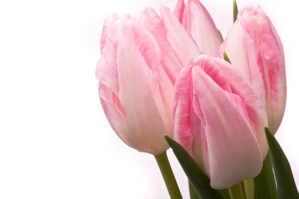 Růžové tulipány na bílém pozadí — Stock fotografie
