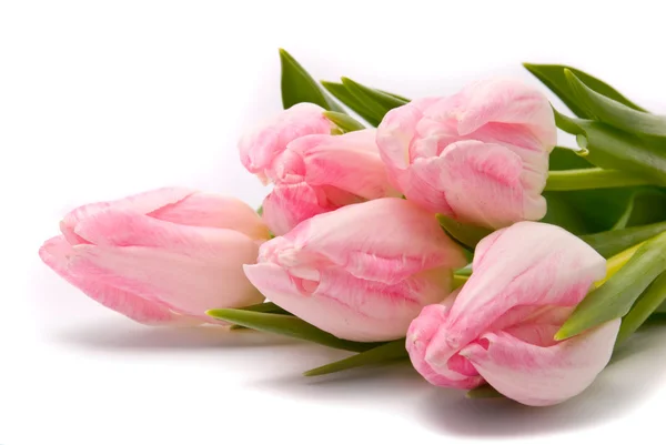 Rosa Tulpen auf weißem Hintergrund — Stockfoto