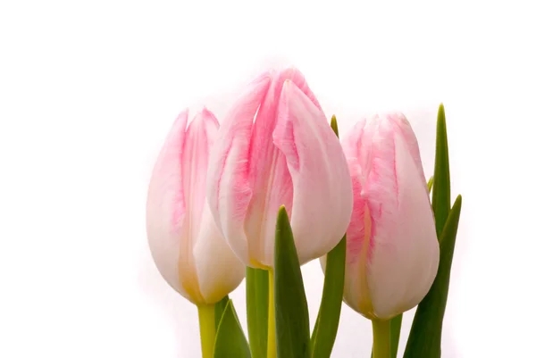 Tulipes roses sur fond blanc — Photo