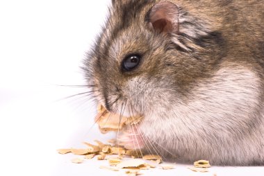 Dwarf hamster eating pumpkin seed clipart