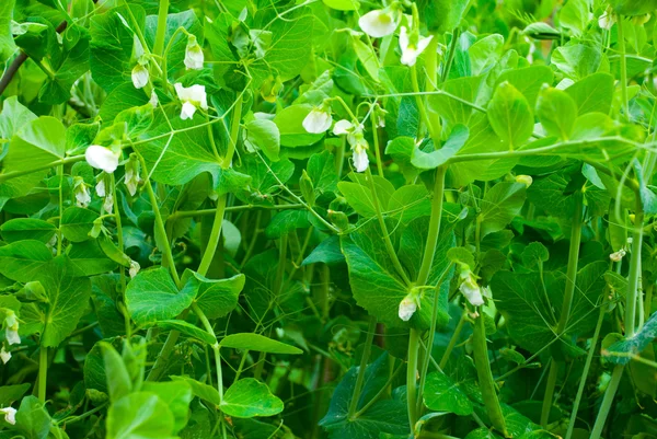 stock image Blooming pea