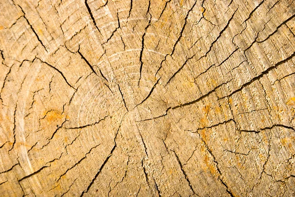 Old wood texture — Stock Photo, Image