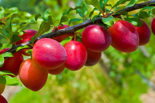Excellent fruits of plum tree — Stock Photo, Image