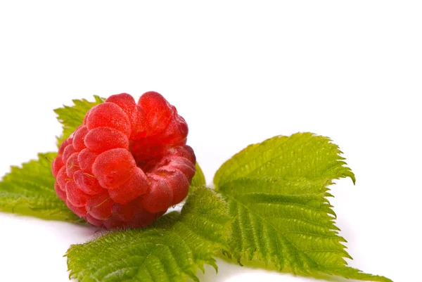 Forest raspberry. Macro shot. — Stock Photo, Image
