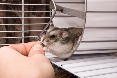 Dwarf hamster in a wheel clipart