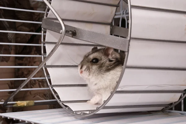 Dwarf hamster in a wheel — Stock Photo, Image
