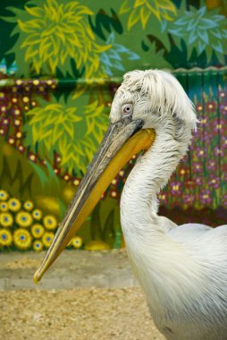 Dalmatian pelican in zoo clipart