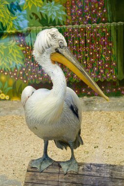 Dalmatian pelican in zoo clipart