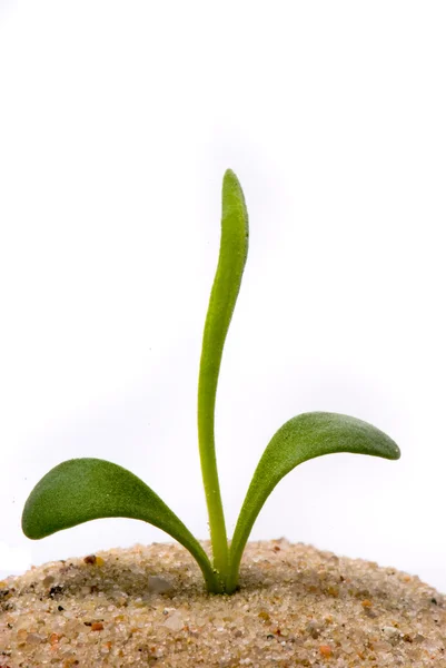 Маленькое растение в песке — стоковое фото